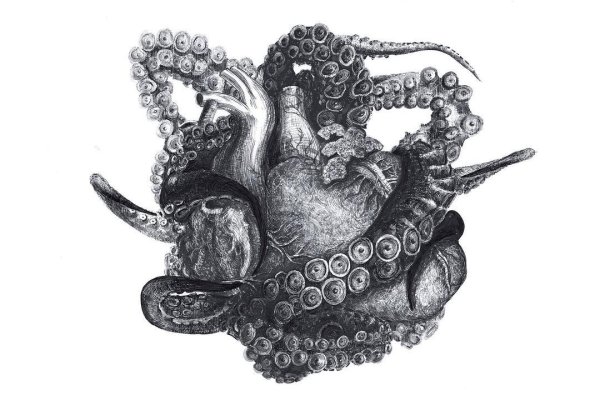 Kraken 13at