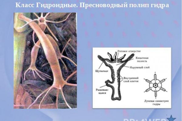 Kraken зеркала kr2web in